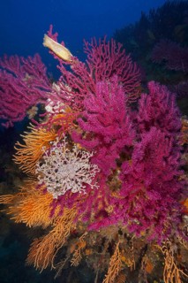 Colourful corals in various shades and a Mediterranean gorgonian (Astrospartus mediterraneus),