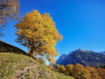 Old sycamore maple (Acer pseudo plantanus), in autumnal discolouration, Canton Glarus, Switzerland