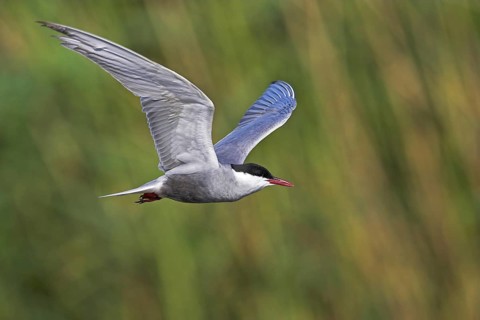 White-bearded Tern, White-bearded Tern, (Chlidonias hybridus), (Chlidonias hybrida), Marsh Tern