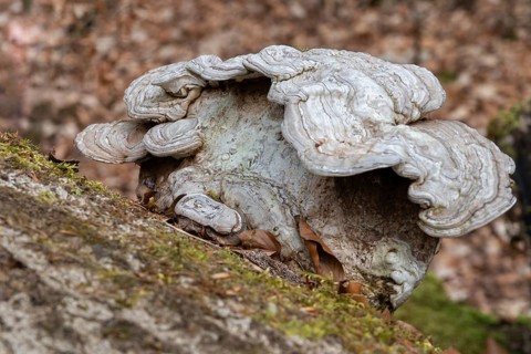 Flat lacquer porling, ganoderma applanatum, ganoderma lipsiense, lacquer porling, painter's