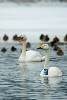 Cygnus cygnus, cygnus olor, mute swan, whooper swan, anatidae, birds, duckbirds, neck ring, high