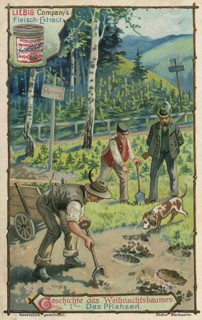 Picture series Story of the Christmas tree, forest workers and a forester planting young seedlings