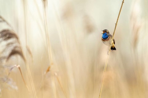 Courting bluethroat Luscinia svecica cyanecula) on his singwarte, Dümmer, Lembruch, Lower Saxony,