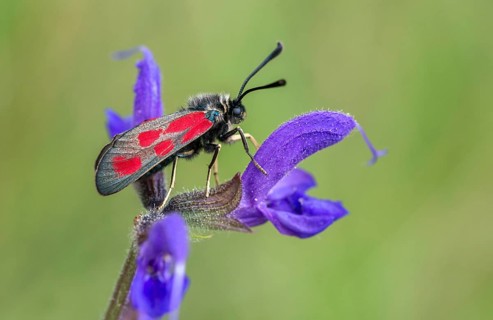 Wetland ram, five-spot burnet, clover ram, marsh horn clover ram, zygaena trifolii, blood droplets,