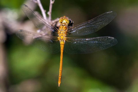 Southern Darter, Sympetrum Meridional, Southern Heidelibel, Anisoptera, Damselflies, Dragonflies,