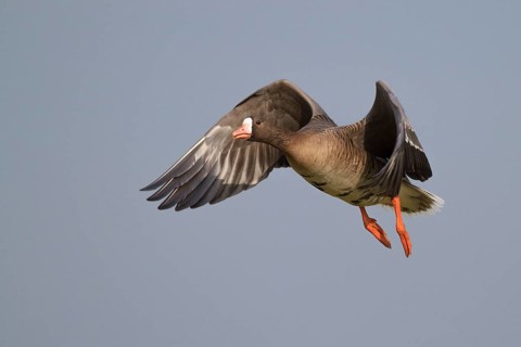 Greater White-fronted Goose (Anser albifrons) flying, North Rhine-Westphalia, Germany