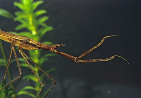 Ranatra linearis, stick bug, water needle, water stick bug, aquatic, insects, portrait, bugs, water