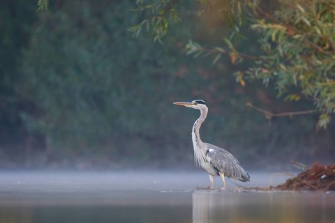 Grey Heron (Ardea cinerea) foraging in swallow water on foggy morning, North Rhine-Westphalia,
