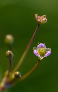 Alisma plantago-aquatica, alismataceae, frog spoon, frog spoon family, common frog spoon, flora,