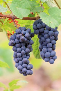 Grapes on the vine, Pinot Noir or Pinot Noir grape variety, Alsace, Grand Est, France