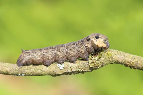 Elephant hawk-moth (Deilephila elpenor), caterpillar on an old branch, elephant hawk-moths, moths,