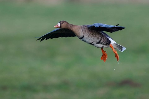 Greater White-fronted Goose (Anser albifrons) flying, North Rhine-Westphalia, Germany