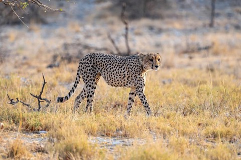 Cheetah (Acinonyx jubatus) running in dry savannah, Etosha National Park, Namibia