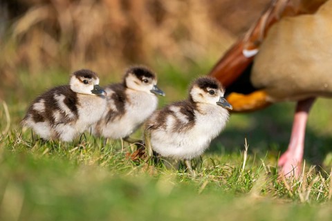 Egyptian goose (Alopochen aegyptiaca) cute chicks on a meadow at the shore of a lake, Bavaria,