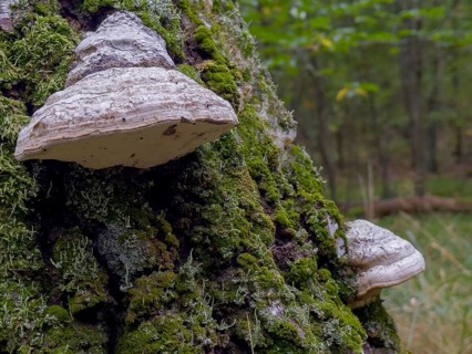 Tinder fungus, Common tinder fungus, Hadersau, Hadernsau (Fomes fomentarius)