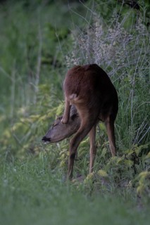Roe deer (Capreolus capreolus), Emsland, Lower Saxony, Germany