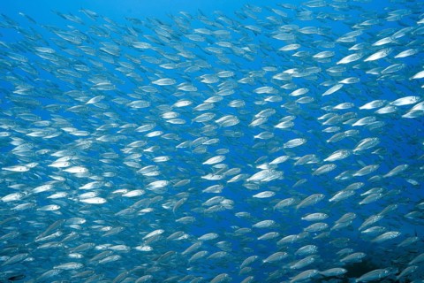 A bright school of European sardines (Sardina pilchardus) moves in unison through the blue ocean,