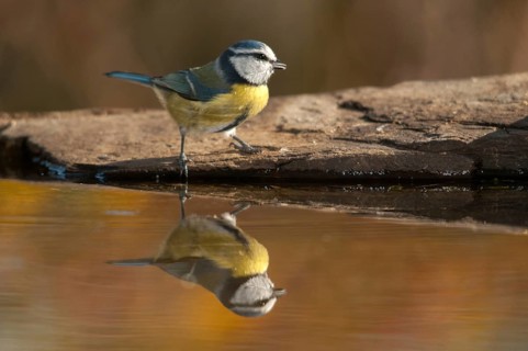 Blue tit, parus caeruleus, bath, bathe, bird bath, birds, tits, passeri, songbirds, tits, drinking