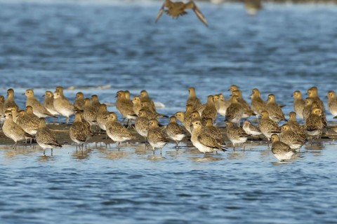 Golden plover (Pluvialis apricaria) adult wading birds in a flock standing on or around a small