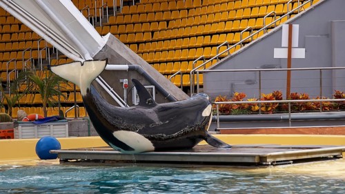Orca lies next to a water basin in an empty spectator area with yellow seats, Orcas (Orcinus orca),