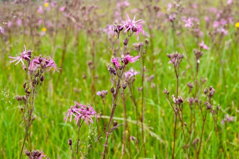 Caryophyllaceae, cuckoo clove, lychnis flos-cuculi, clove family, ragged-robin, silene flos-cuculi,