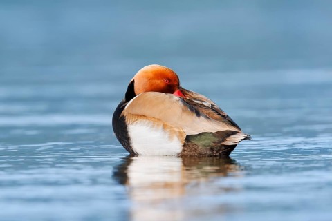 Red-crested Pochard (Netta rufina), drake, Lake Constance, Baden-Württemberg, Germany
