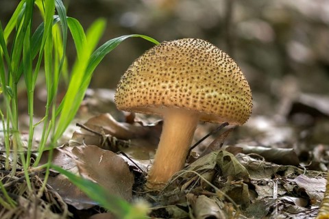 Echinoderma Asperum, Cone-Scaled Umbrella, Lepiota Aspera, Rough Umbrella, Rough Spiny Umbrella,