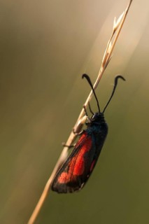 Thyme ram, transparent burnet, zygaena purpuralis, blood droplets, butterfly, high size, portrait