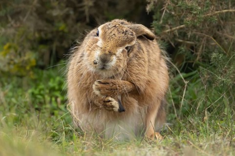 European brown hare (Lepus europaeus) adult animal washing its ear in grassland, England, United