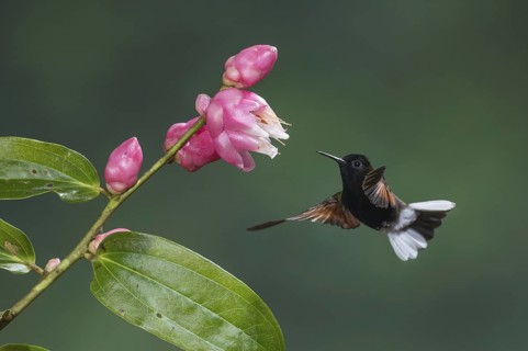 Black-bellied Hummingbird (Eupherusa nigriventris), Costa Rica