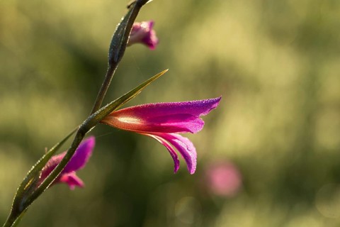 Field gladiolus, field victorious root, gladiolus italicus, granelli, iridaceae, Italian gladiolus,