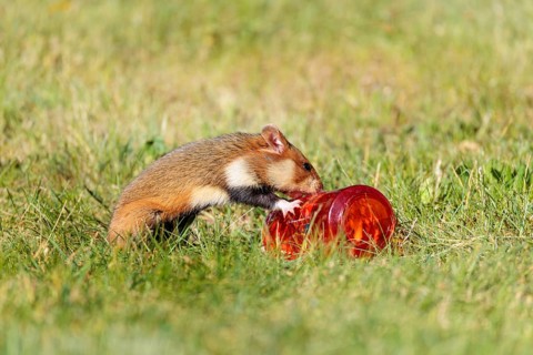A European hamster (Cricetus cricetus) rolls a grave candle toward its burrow to eat the wax.