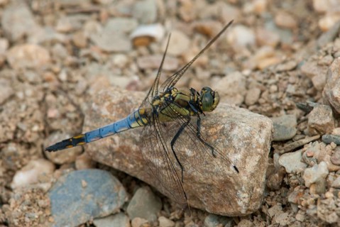 Black-tailed skimmer, big blue arrow, orthetrum cancellatum, anisoptera, damselflies, dragonflies,