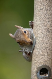 Grey squirrel (Sciurus carolinensis) adult animal feeding on sunflower hearts from a garden bird