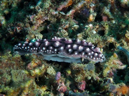 A dark-coloured nudibranch with pigmented raised areas, the pustular wart snail (Phyllidiella