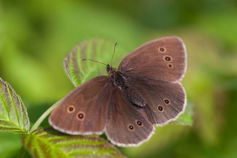 Aphantopus hyperantus, brown forest bird, ringlet, chimney sweep, forest bird, butterfly, insects,