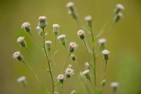 Asteraceae, professional herb, true professional herb, erigeron acris, daisy herb, bitter fleabane,