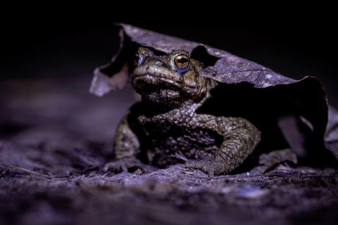 Toad under a leaf in a dark environment, common toad (Bufo bufo), spawning grounds, close-up,