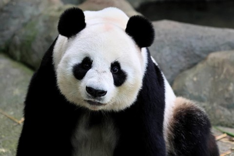 Giant Panda (Ailuropoda melanoleuca), adult, portrait, China