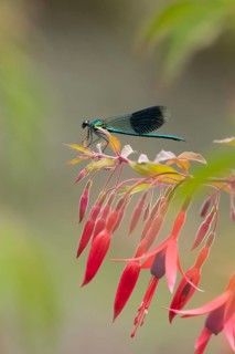 Banded demoiselle damselfly (Calopteryx splendens) adult male insect resting on a Fuchsia plant