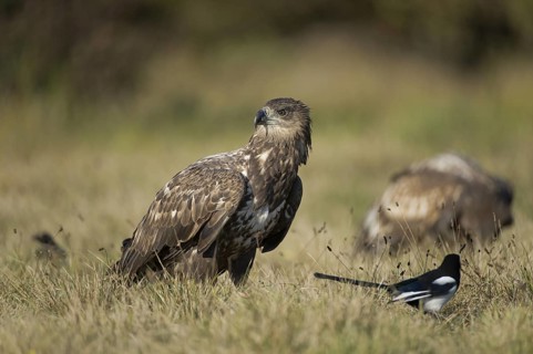 White-tailed Eagle (Haliaeetus albicilla) juvenile, Poland