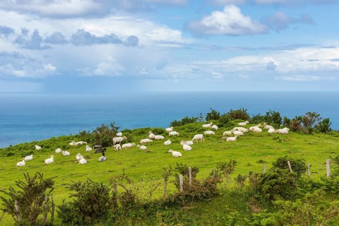 Sheep in green pasture at Pico Jaizkibel near Hondarribia on the Atlantic border between France and