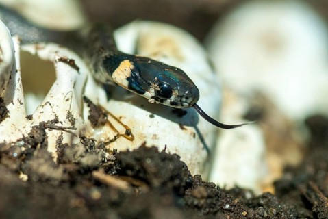 Grass Snake, Natrix Natrix, Grass Snake, Clutch, Critters, Eggs, Reptilia, Reptilia, Reptiles,