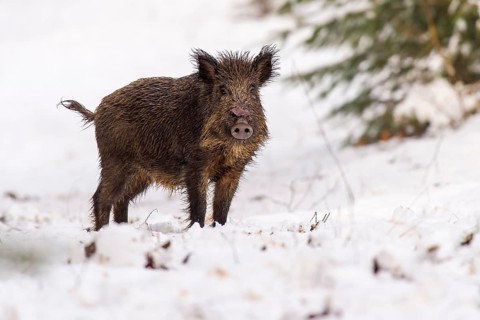 Wild boar (Sus scrofa) in the snow, Melle, Lower Saxony, Germany