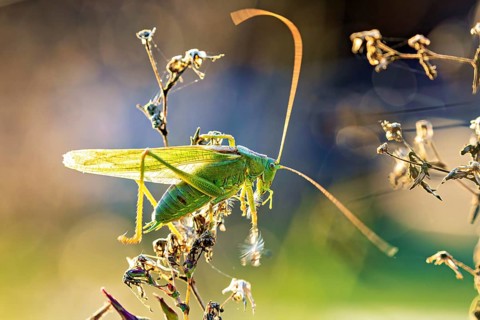 A grasshopper stands out in the sunlight amongst the plants: the Great green bush cricket near