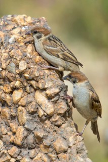 Tree sparrow, Passer Montanus, sparrow, birds, high size, portrait format, passeri, songbirds,