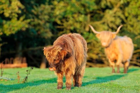 Early one sunny morning, a Highland cow (Bos primigenius taurus) stands with her calf in a green