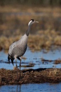 Common crane (Grus grus), Hornborga, Sweden