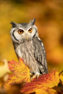 Southern White-faced Owl (Ptilopsis granti) captive, Germany