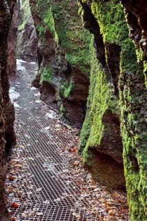 A mossy path with falling leaves stretches along a gorge and creates a rustic atmosphere, The